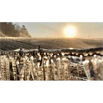 10% Off Six Bottles from Domaine Verret, Chablis thumbnail