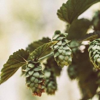 Liquid Bread: Beers for the Table thumbnail